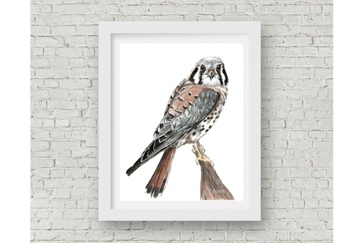 American Kestrel, Sparrow Hawk Watercolor Art Print, 11 x 14