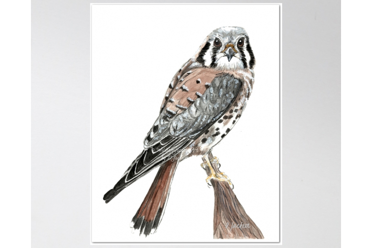 American Kestrel, Sparrow Hawk Watercolor Art Print, 11 x 14