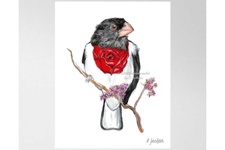 Whimsical Bird Watercolor Art Print, Rose Breasted Grosbeak, 11 x 14, Unframed