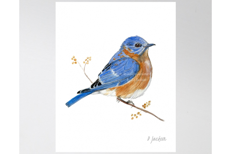 Bluebird Watercolor Art Print, 16 x 20, Unframed