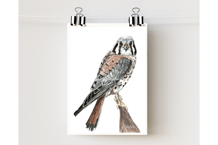 American Kestrel, Sparrow Hawk Watercolor Art Print 5 x 7