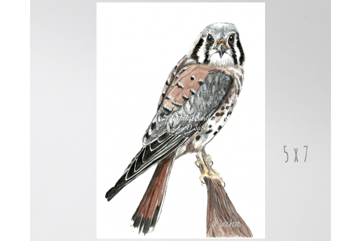 American Kestrel, Sparrow Hawk Watercolor Art Print 5 x 7
