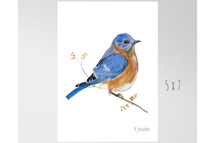 Bluebird Watercolor Art Print