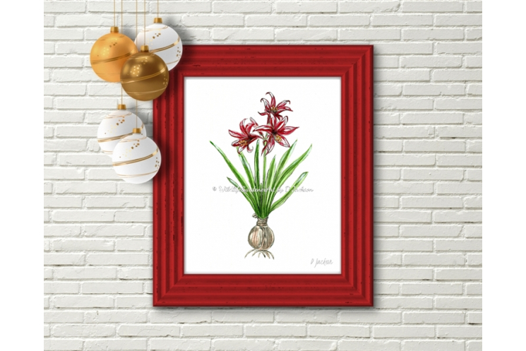 Red Christmas Amaryllis Flower Botanical Watercolor Art Print
