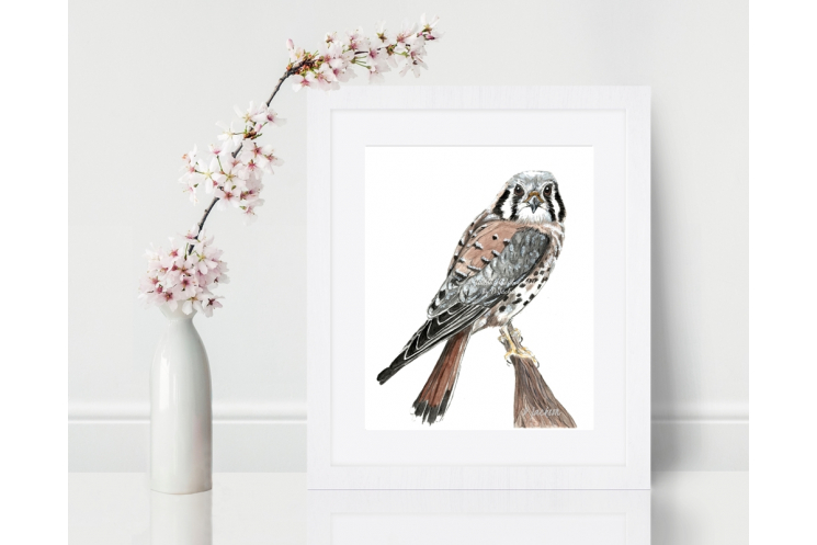 American Kestrel, Sparrow Hawk Watercolor Art Print 8 x 10