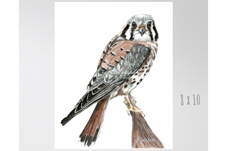 American Kestrel, Sparrow Hawk Watercolor Art Print 8 x 10