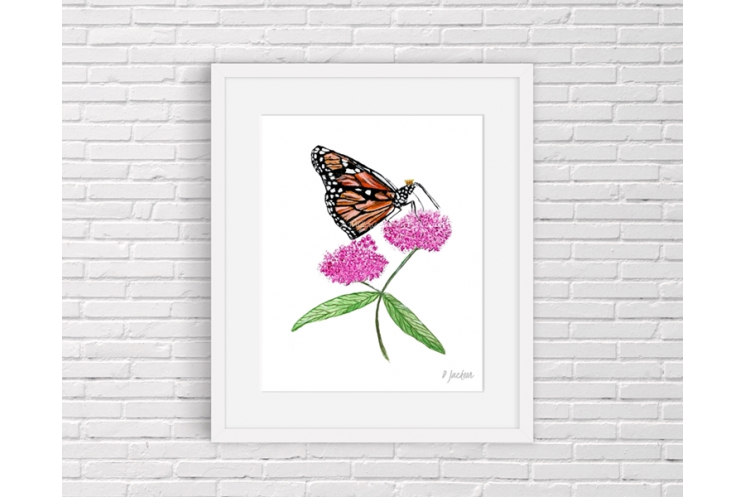 Monarch Butterfly on Milkweed Watercolor Art Print