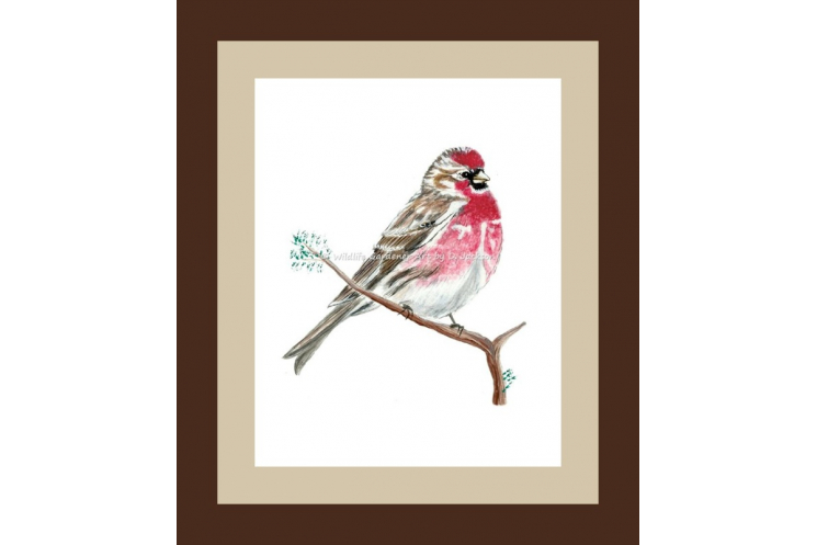 Common Redpoll Watercolor Bird Art Print
