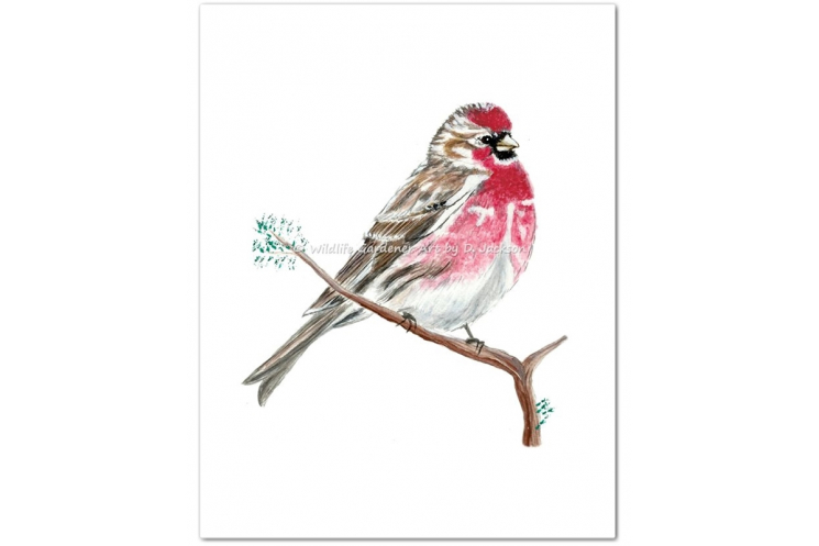 Common Redpoll Watercolor Bird Art Print