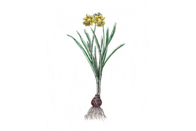 Yellow Daffodil watercolor art print, minimalist botanical floral wall art