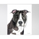 Contemporary Pit Bull Watercolor Art Print, 16 x 20, Unframed