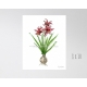 Red Christmas Amaryllis Flower Botanical Watercolor Art Print