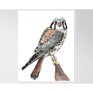 American Kestrel, Sparrow Hawk Watercolor Art Print, 11 x 14