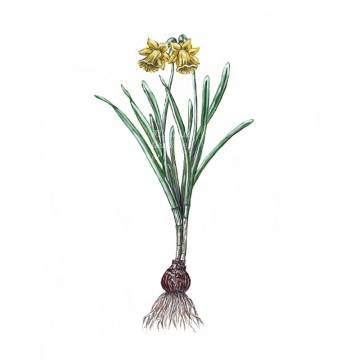 Yellow Daffodil watercolor art print, minimalist botanical floral wall art