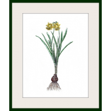 Spring daffodil floral watercolor art print, botanical art