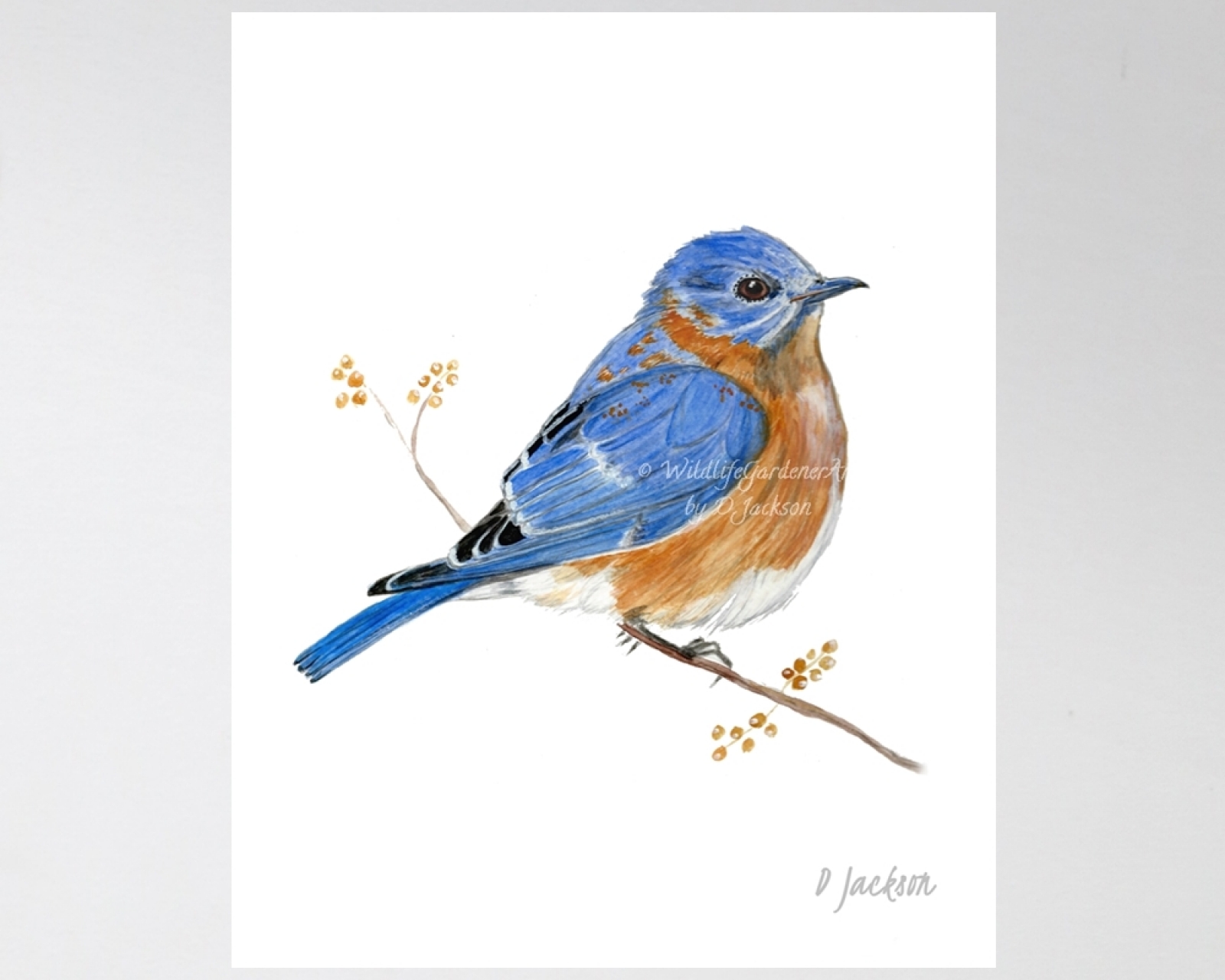 Bluebird Watercolor Art Print, 16 x 20, unframed | Wildlife Gardener Art