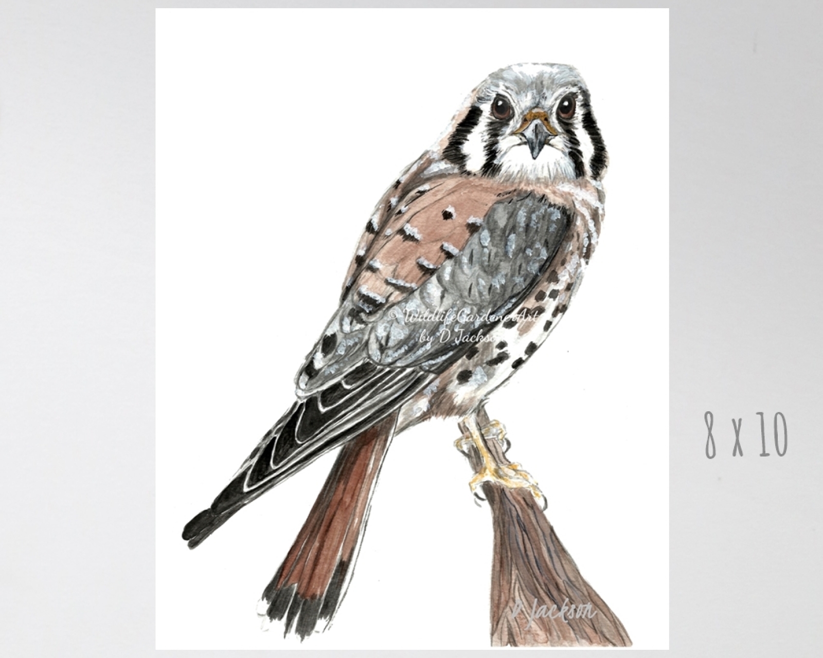 American Kestrel, Sparrow Hawk Watercolor Art Print ...