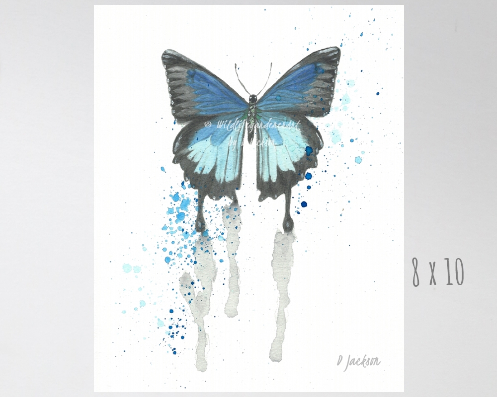 Blue butterfly contemporary watercolor art print Wildlife Gardener Art
