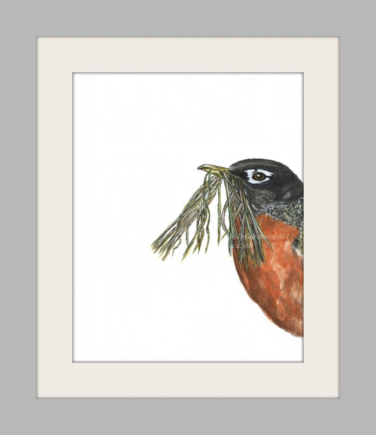 American Robin Watercolor Bird Art Print | Wildlife Gardener Art