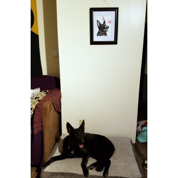 Pets and Their Portraits at Home