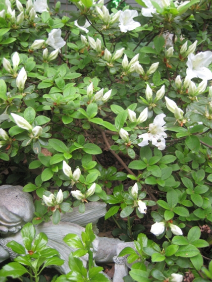Lovely White Azaleas