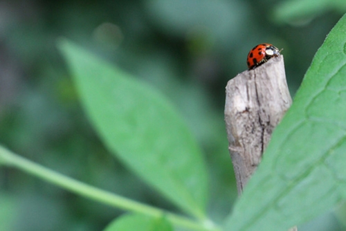Ladybug Ladybug