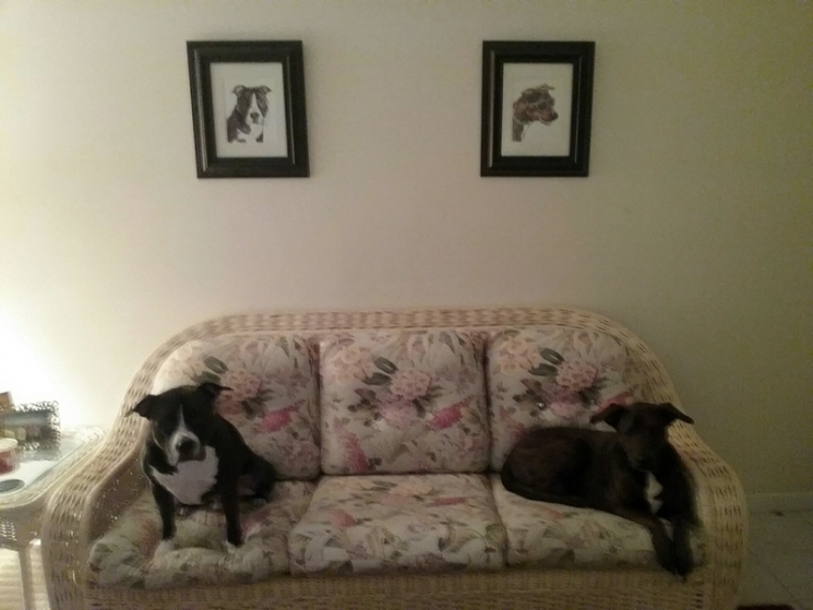 othello_and_hope_at_home.jpg othello_and_hope_at_home.jpg