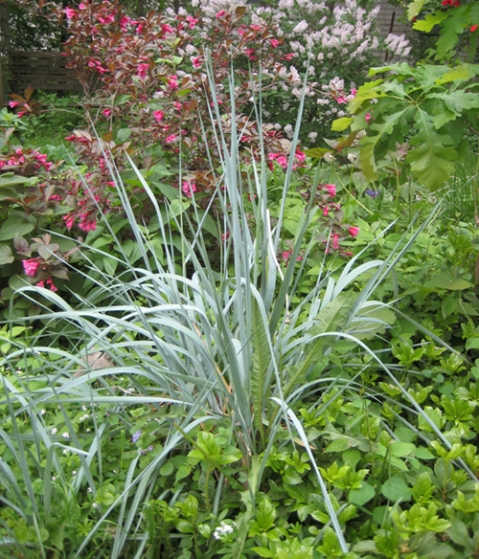 Wildflower Bed