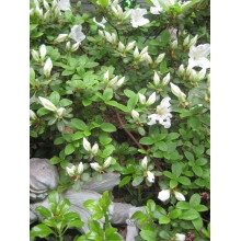 Lovely White Azaleas blooming-azalea.jpg