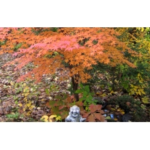 fall-japanese-maple.jpg