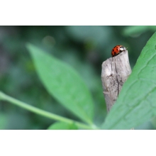 Ladybug Ladybug ladybug.jpg