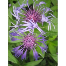 Mountain Bluets mountain-bluets.jpg