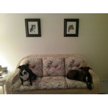 othello_and_hope_at_home.jpg othello_and_hope_at_home.jpg