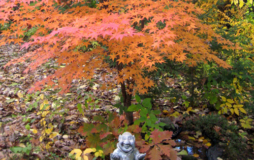 Dwarf Japanese Maple in beautiful fall color